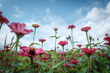 sea of flower Cosmos flower low angle view
