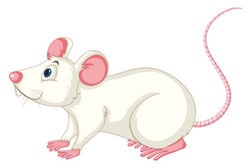 White rat on white background