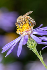Bee - Apis mellifera - pollinates an aster