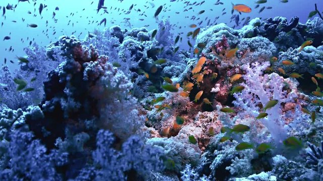 Coral reef full of soft corals, red sea, sudan