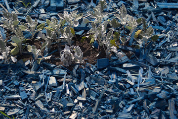 blue wood a beautiful decoration for a street lawn