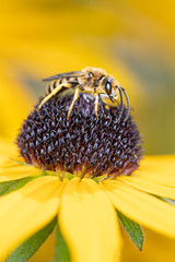 Yellow-banded furrow bee - Halictus scabiosae - pollinates a blossom