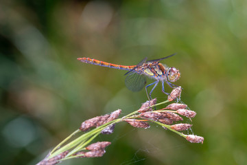Common darter dragonfly - sympetrum vulgatum resting on a branch