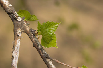 spring flowering trees, young birch growth