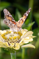 Painted Lady or Cosmopolitan butterfly - Vanessa cardui - rsucks nectar from the blossom of a zinnia with his trunk