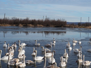 swans on lake	