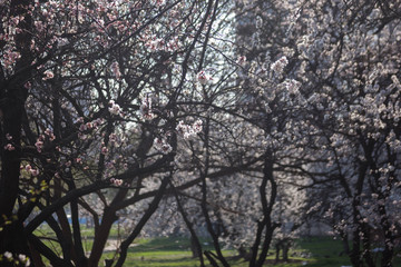 beautiful spring flowering of fruit trees