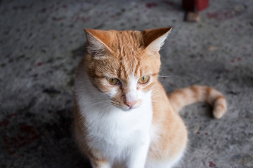 Fototapeta na wymiar Stray ginger cat gazing at something seriously in rain day.