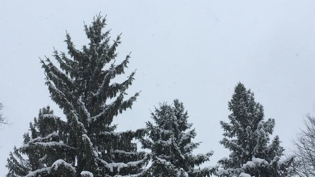 Tops of firs on a background of snowfall