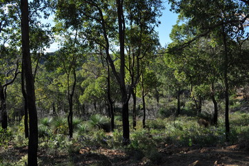 Fototapeta na wymiar Burnt eucalyptus trees regenerating after bushfire, Whistlepipe Gully, Kalamunda, WA, Australia