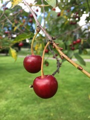 cherries on tree