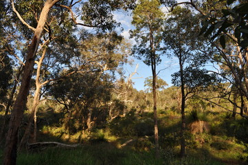 Eucalyptus trees and bushland, Whistlepipe Gully in Mundy Regional Park, Perth Hills, Kalamunda, WA. Australia