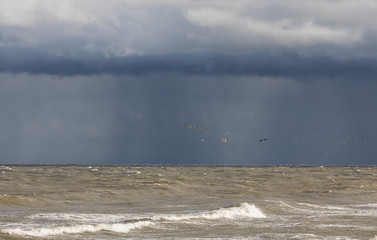 Migratory flock of Wigeons (Anas penelope) fly in the stormy sea with the dark blue rain front...