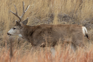 Buck Mule Deer in Autumn in Colorado