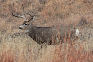 Buck Mule Deer in Autumn in Colorado