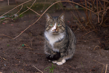 Naklejka na ściany i meble Striped brown-gray cat, with a white breast and muzzle, green eyes sits on the ground