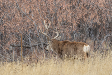 Buck Mule Deer in Autumn in Colorado