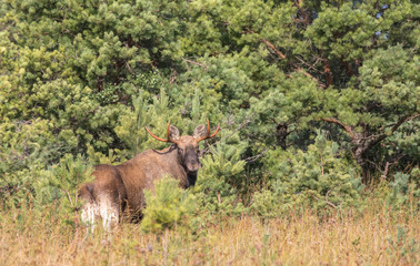 Naklejka na ściany i meble Close up view of the male elk with antlers, well camouflaged into the autumn swamp vegetation