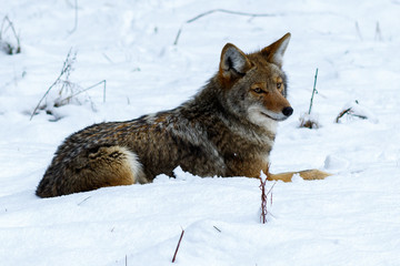 Coyote hunting in the snow in Yosemite Valley