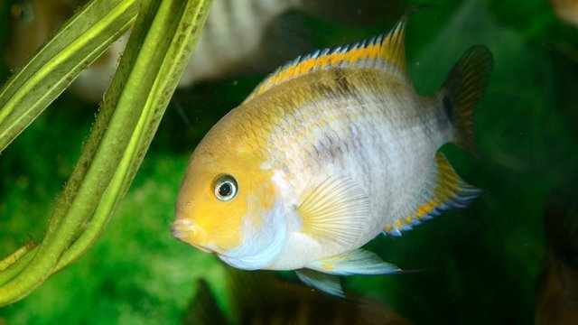 Cichlasoma sajica fish in aquarium