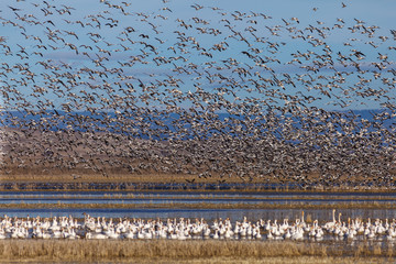 Snow geese migration