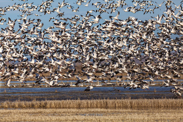 Snow geese migration