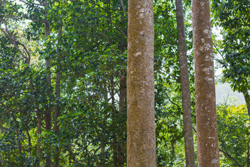 Naklejka premium tree in forest