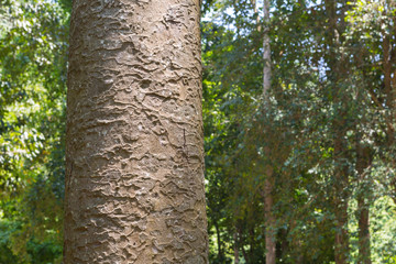 tree in the forest with blurred background