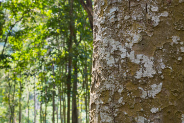 tree in the forest with blurred background