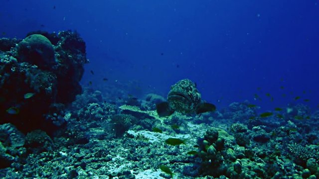 Potato cod, grouper
