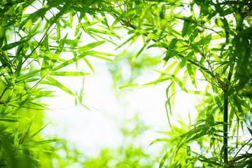 Bambusblätter, grünes Blatt auf unscharfem Grünhintergrund. Schöne Blattstruktur im Sonnenlicht. Natürlicher Hintergrund. Nahaufnahme des Makros mit freiem Platz für Text.