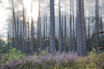 Misty morning in pine dune forest landscape with the flowering heather and forest berries at Luitemaa Nature reserve, Pärnu county, Estonia
