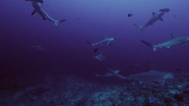 Shoal of hammerhead sharks at coral reef, underwater shot