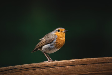 Robin