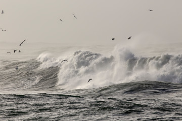 Rough sea wave