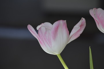 Pink tulip on dark charcoal background