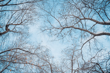 Tree branches against the sky in winter