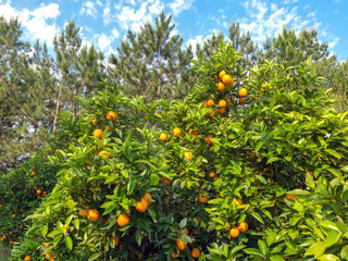 Fototapeta na wymiar Orange plantation, on the coast of Argentina. Ready to harvest.