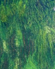 Aerial top down view of long waterplants under transparent clear turquoise water of river. Natural...