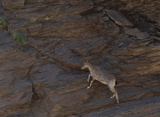 Blue Sheep or Ghoral on a rocky mountain near Tso Moriri Lake,  Ladakh, India, Asia
