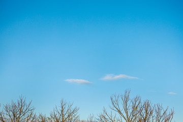 青空と葉の落ちた木