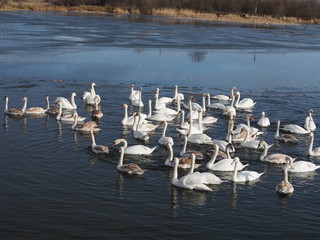 swans on lake	