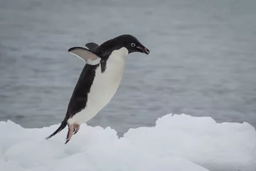 Tragetasche Adelie-Pinguin springt aufs Eis © Nora Yusuf