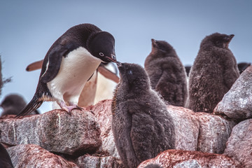 Adelipe penguin feeding its chick © Nora Yusuf