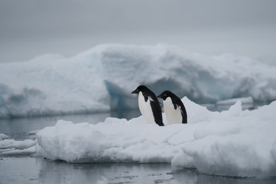 Two Adelie Penguins Walking Towards Water