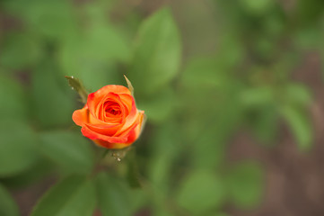 Close up of a rose with water drops. Women's day rose concept. Macro roses and place for text. Mother's day flowers and copy space. Natural texture of roses.