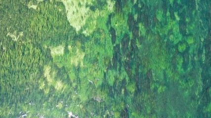 Aerial top down view of long waterplants under transparent clear turquoise water of river. Natural texture, background. Seaweed patterns. River flow. Trebinje, Bosnia. © dimabucci