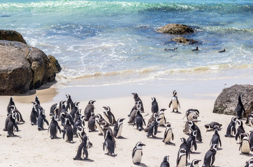 African penguins, also known as Cape penguins at Boulders Beach in South Africa - Powered by Adobe