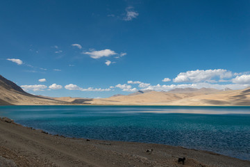 Tso Moriri Lake on a clear Sunny day, Ladakh, India, Asia