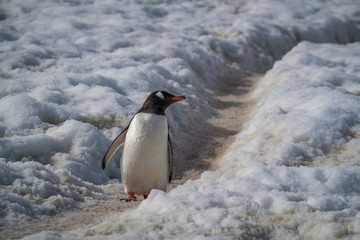 Small penguin on the trail among snow